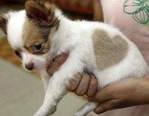 cute-chihuahua-love-heart-puppy-pjlighth